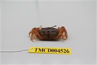 藏品(萬歲大眼蟹)的圖片